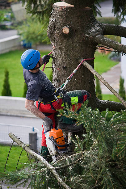 Professional Tree Removal in Auburn Lake Trails, CA